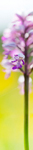 Boutique Marque page